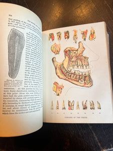 Antique medical book domestic medical practice book ￼ - Vintage AnthropologyVintage Anthropology